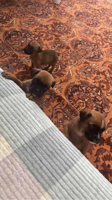 Щенки немецкого боксера