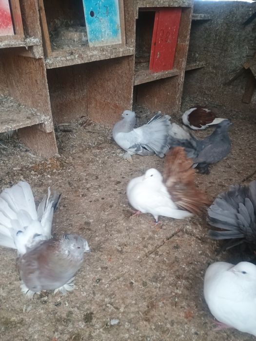 Porumbei voltati indieni/ jucători de galati