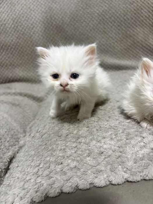 Персийски котенца