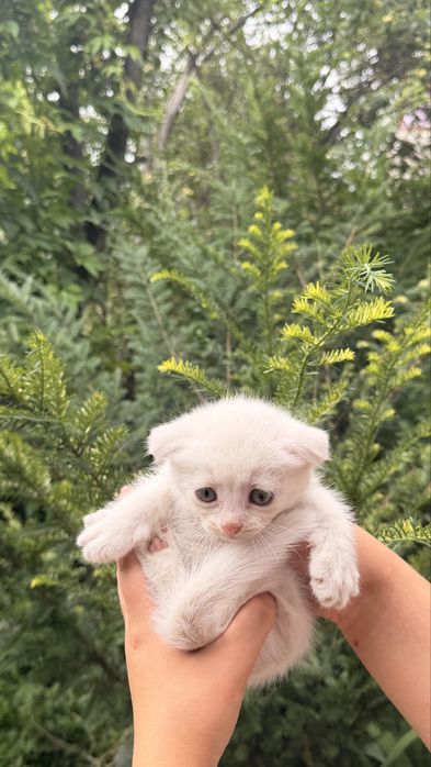Продам милых котят