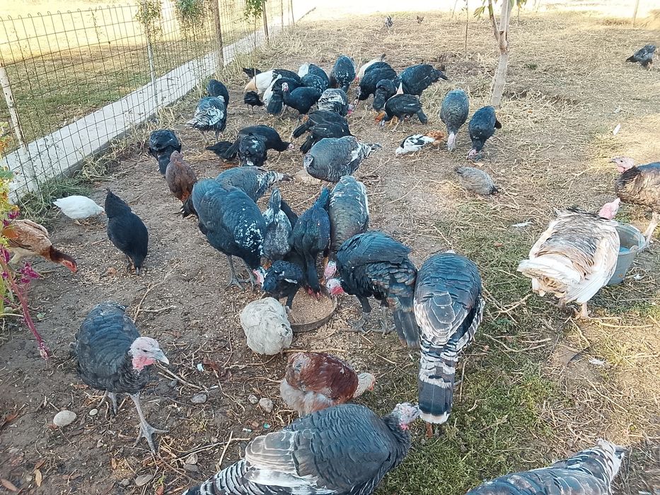 Продам продам продам