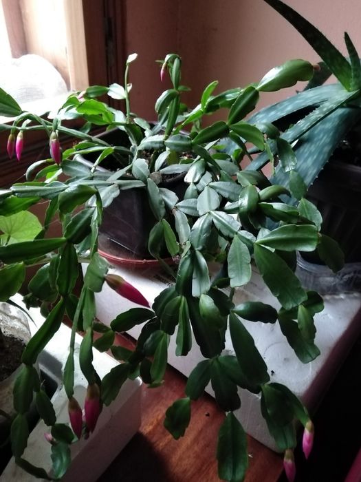 Семена, гиЛечебна КАЛИЗИЯ, Коледниче, КАЛАНХОЕ, Люти чушки дръвче в съ