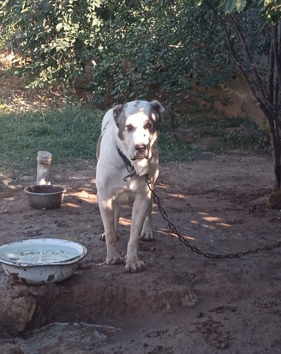 Алабай в добрые руки