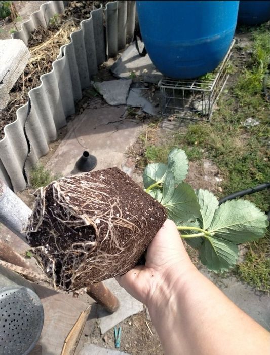Продам саженцы клубники...