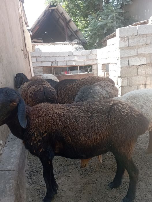 Бараны.овцы.живым весом.
