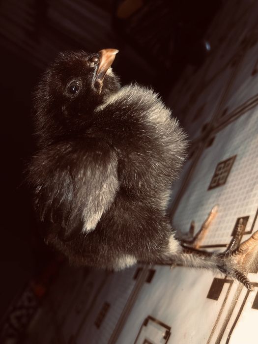 Tovuq jojasi zoti Qora shahzoa.                                      .