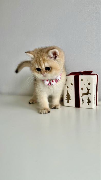 Fetita British Shorthair Chinchilla Gold - Certificat Pedigree