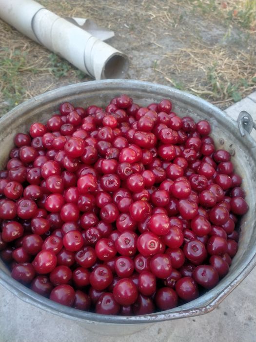 Қып-қызыл шиелер сатылады