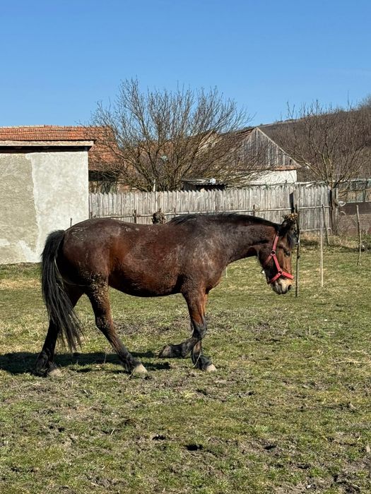 Vând mânza de 3 ani