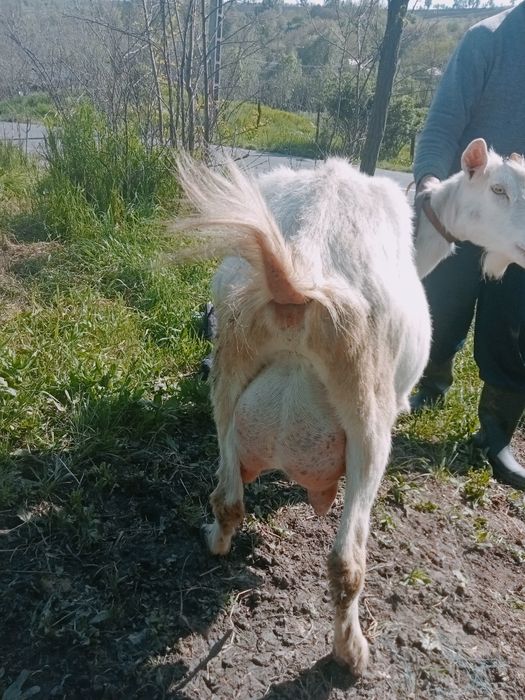 Vând capre boțești jud Vaslui ,rasă saanen