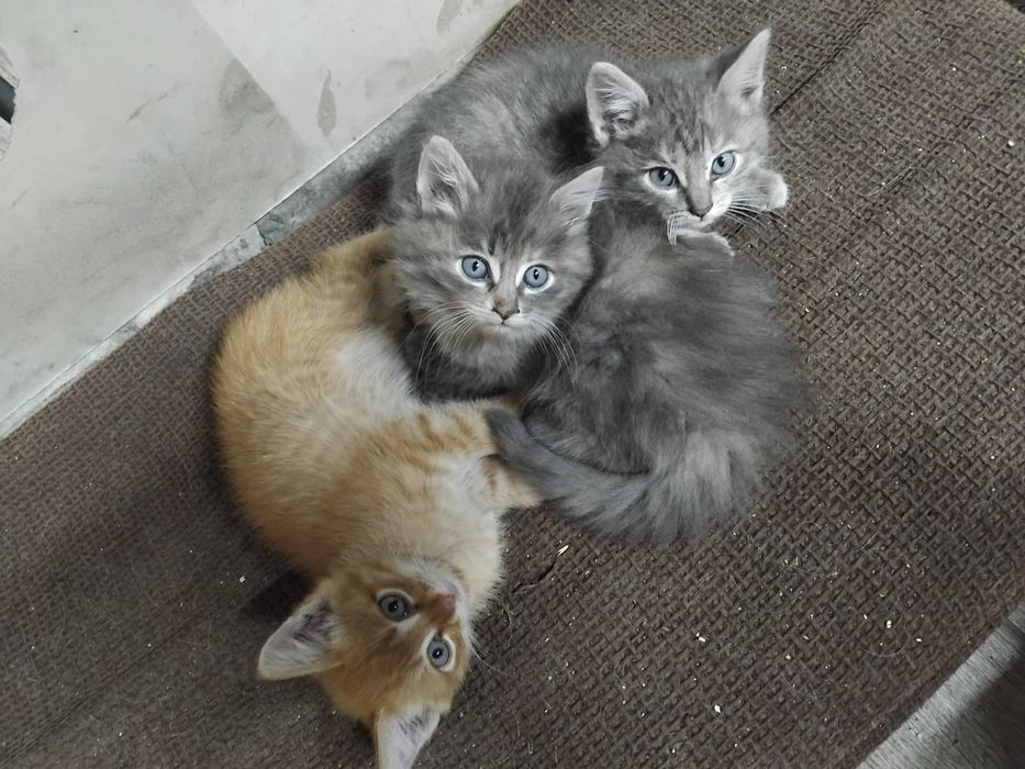 Отдам котят в добрые руки