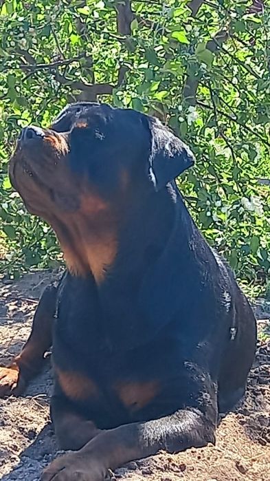 Кавалер ищет даму.