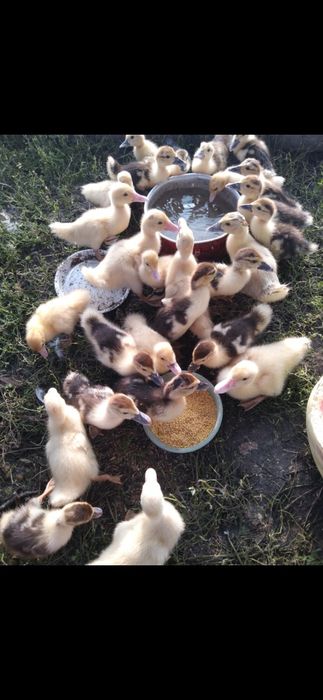 Продам утят индоутоки