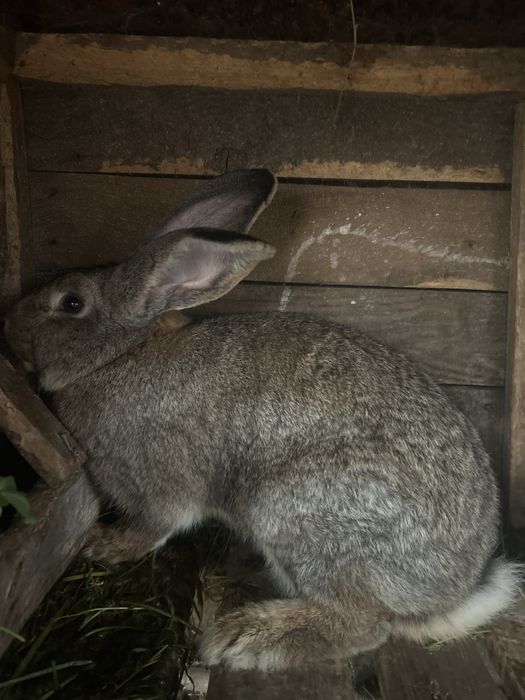 Продам молодого крола