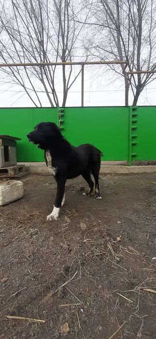 Поводом щенки САО