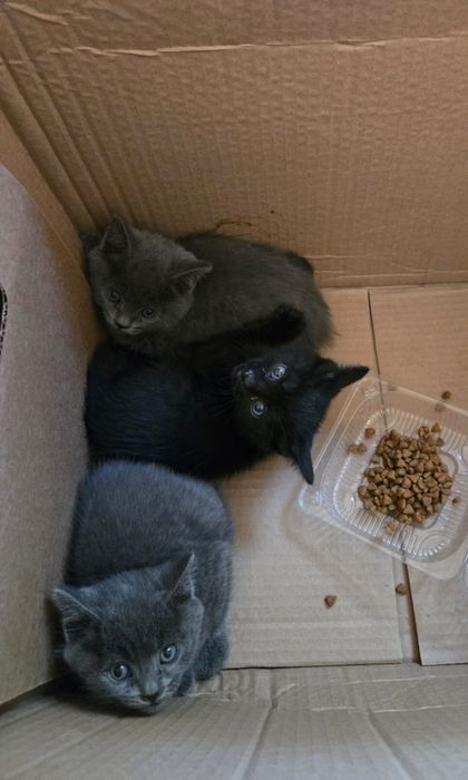 Котята в добрые руки