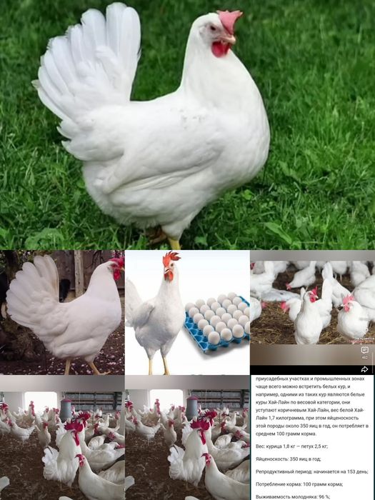 Несущка рус товук жужалар хужаликка даромад килишга рузгорга