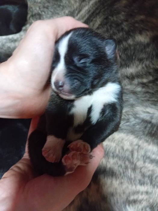 Щенята бесплатно