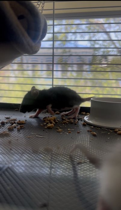 Продам маленьких крысят с вещами