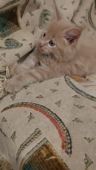 Котята Мейн куны