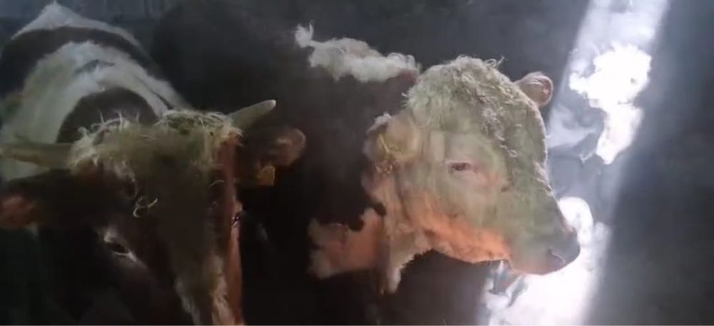 Продам коров и быков породы Акбас