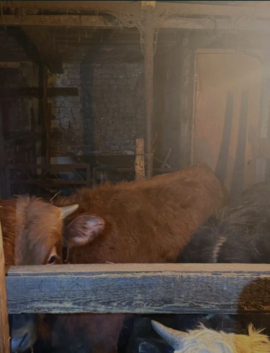 Продам двух годовалых бычков