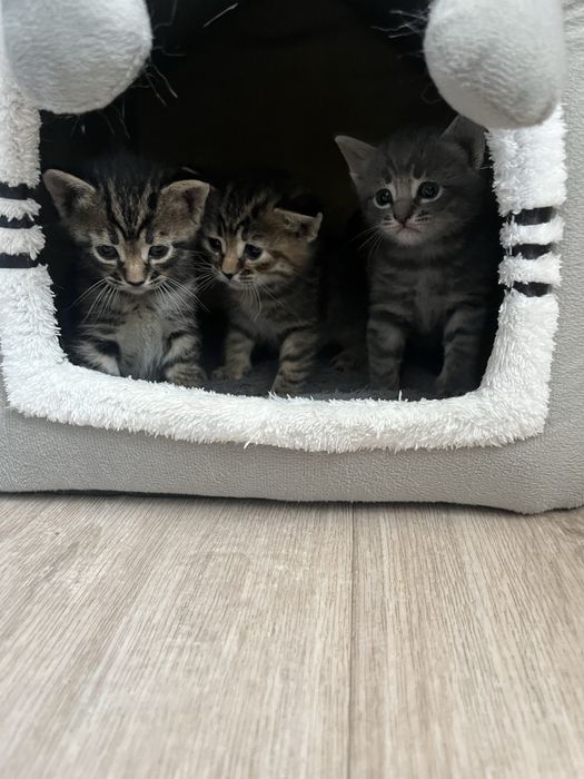 Катята породистые