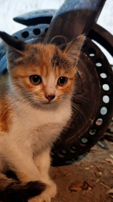 Котята от мамы крысылова