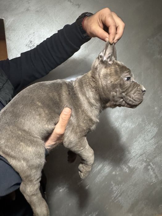 Кане Корсо Cane Corso is  an italiano breed mastiff