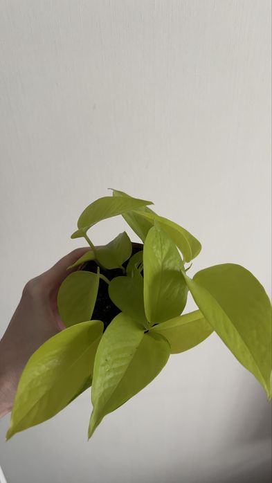 Эпипремнум неон лайм