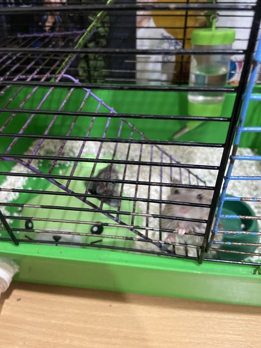 продам хомяков с клеткой