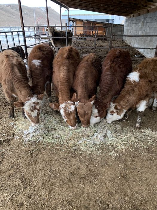 Ұрғашы бұзаулар сатылады