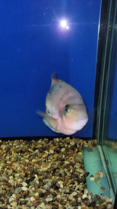 Красноголовая вьеха