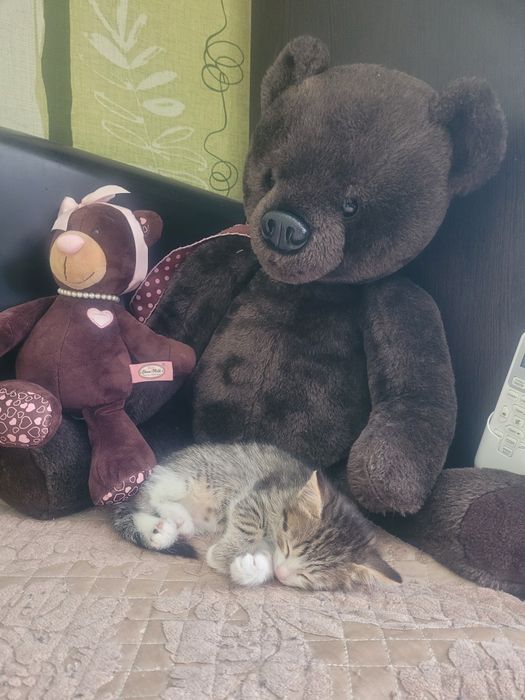 Кошечка ищет дом