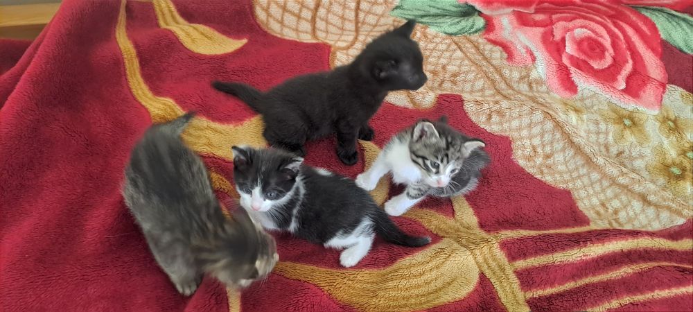 Котята 2 месяца 4шт