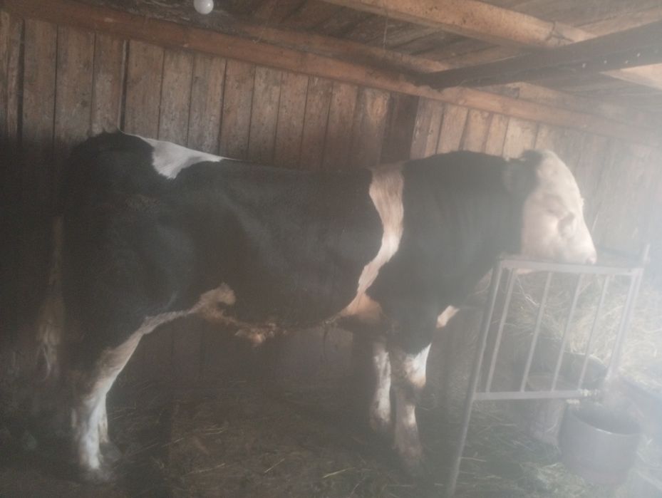 Продам быка симментала 1.7
