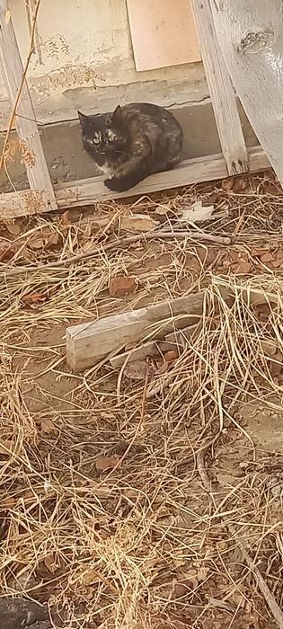 Кошки мышеловки отдаю