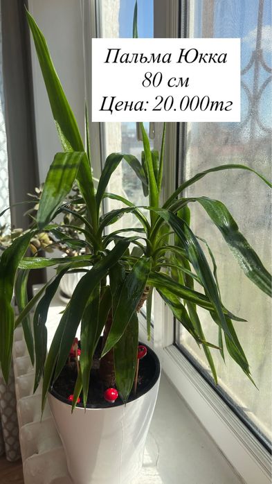 Продам домашние цветы