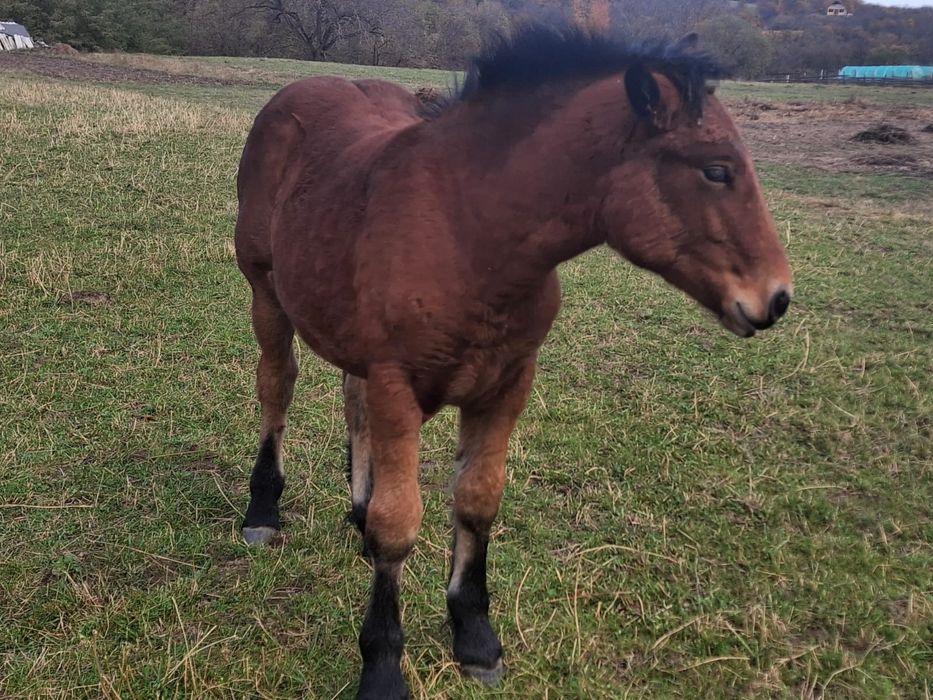 Mânza  5 luni, murgâ