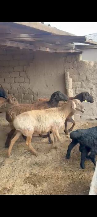 Қозылы қой. Парода гисса