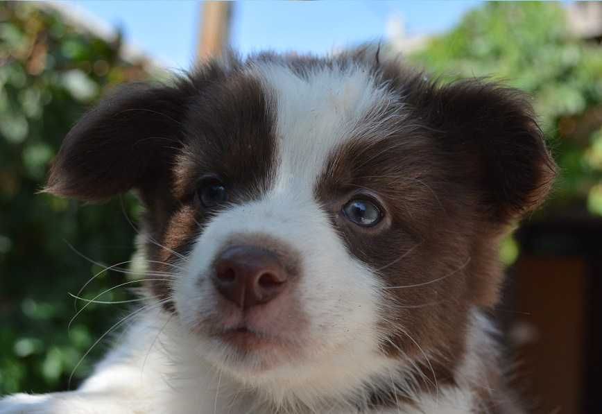 Подарявам кученца