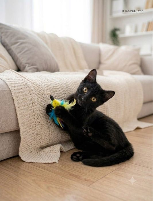 Котенок ищет семью. Отдам в хорошие руки