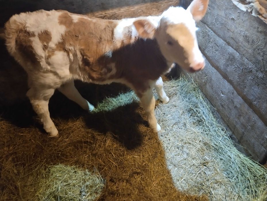 Продам теленка 10 дней