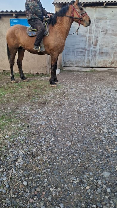 Жылкы сатылады Лошадь продам