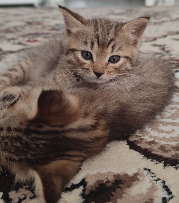 Bir biridan chroyli 5ta muwugimz bor onasi sotilmaydi zoti skodw fold