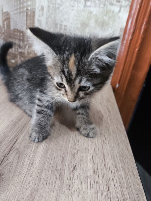 Отдам котят в добрые руки