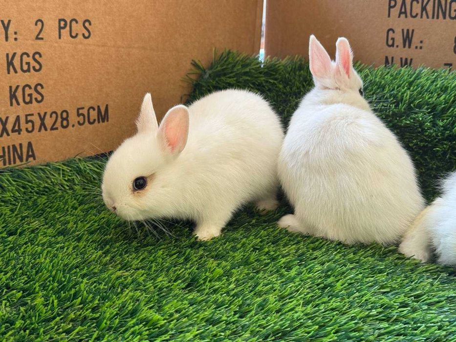 Karlik quyonlar / Карликовые кролики