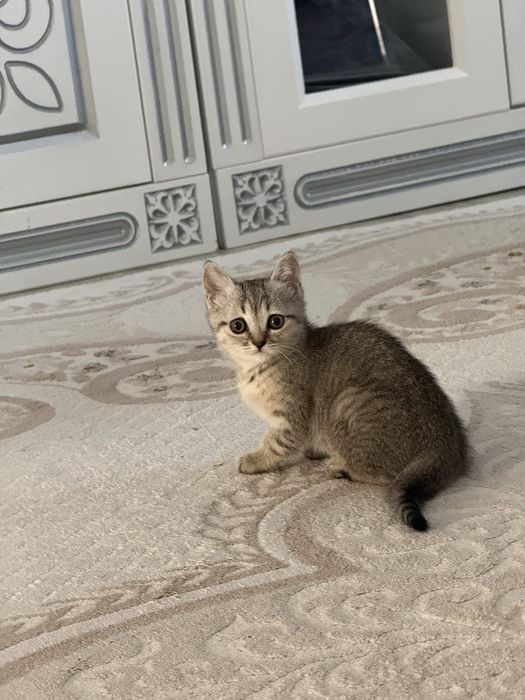 Шотландские котята