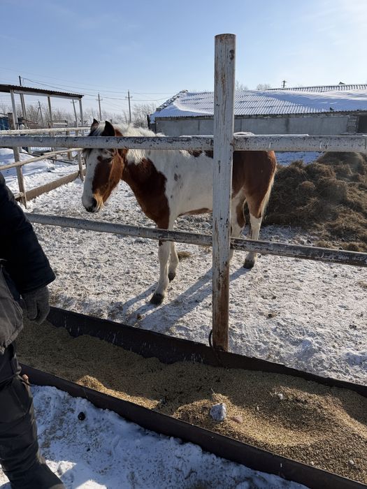 Продам лошадей с откорма