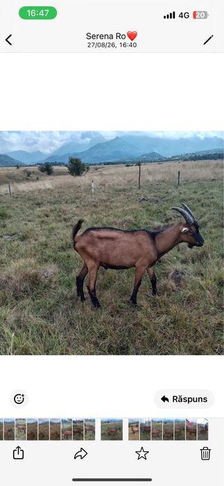 Tap Alpin Francez cu Pedigree